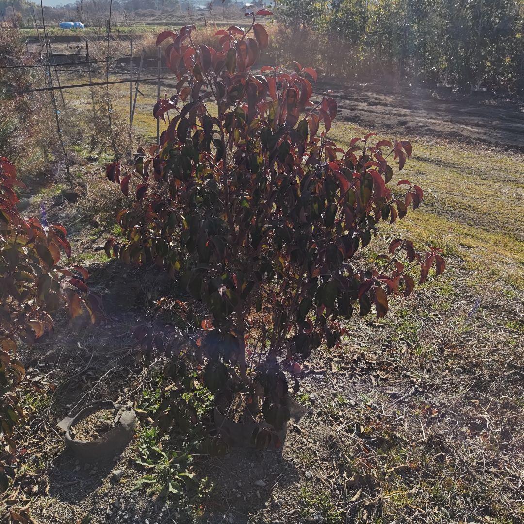 現品 常緑ヤマボウシ