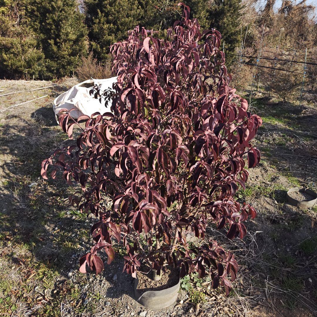 現品 常緑ヤマボウシ