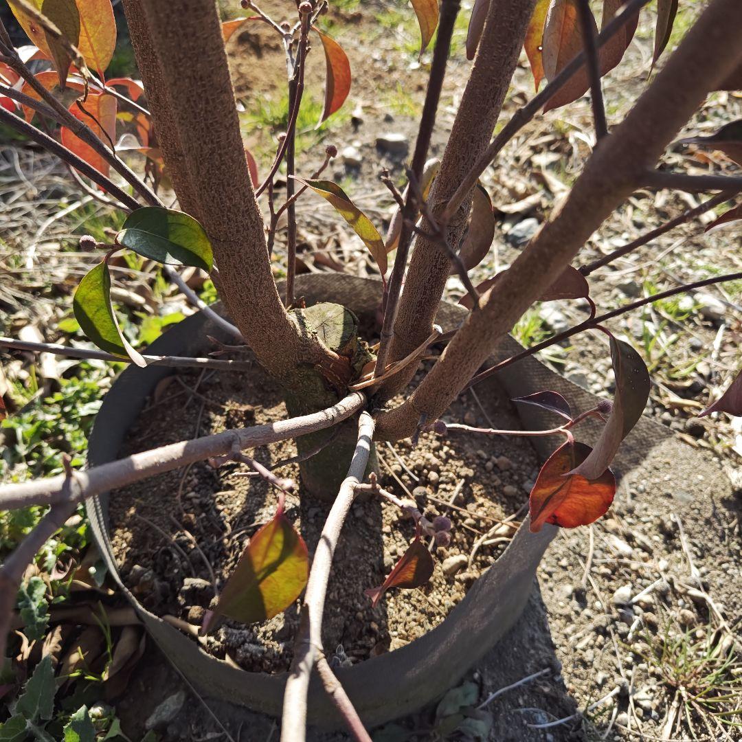 現品 常緑ヤマボウシ