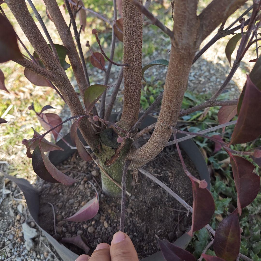 現品 常緑ヤマボウシ