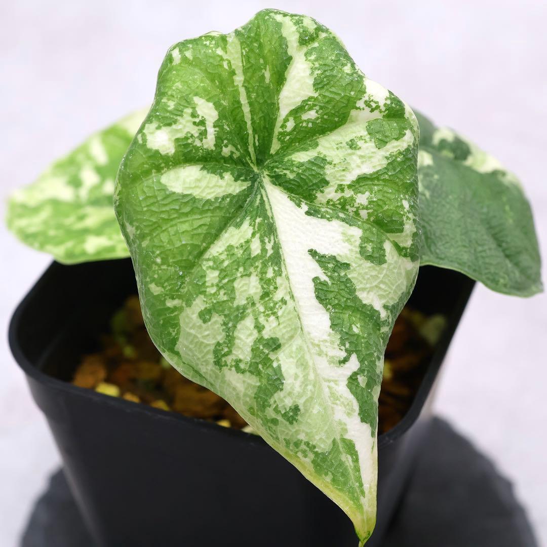 アロカシア メロ アルボ 斑入り