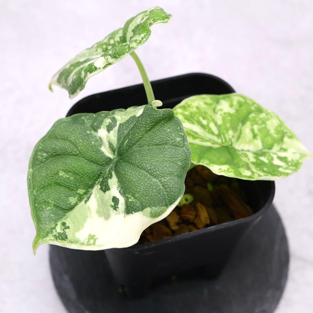 アロカシア メロ アルボ 斑入り