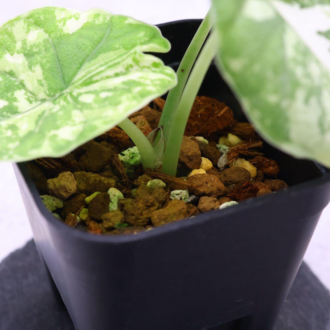 アロカシア メロ アルボ 斑入り