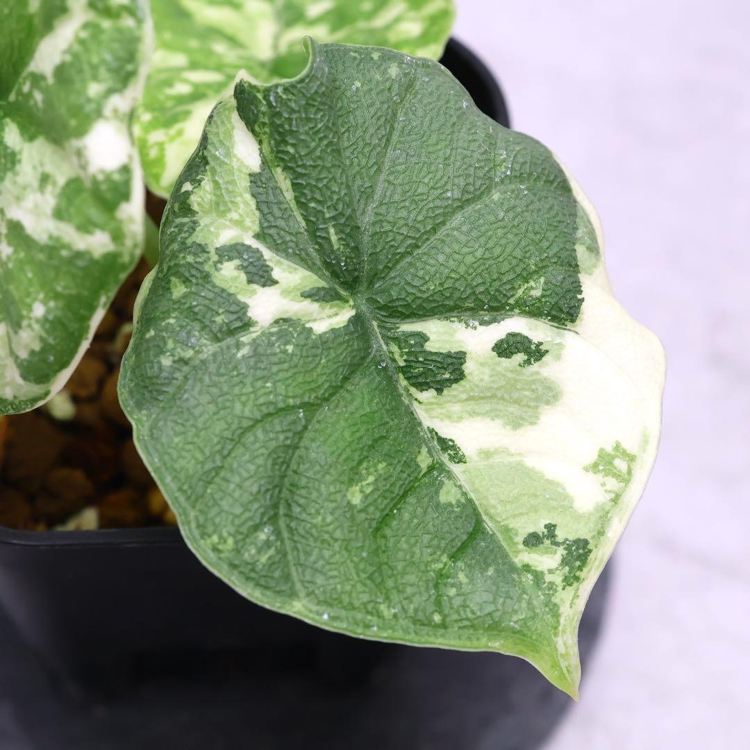 アロカシア メロ アルボ 斑入り