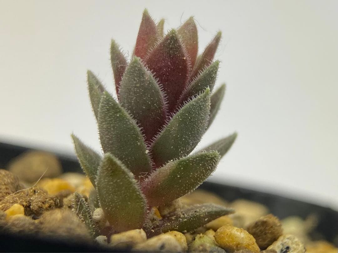 多肉植物　ストライカー錦　抜き苗　#4  499