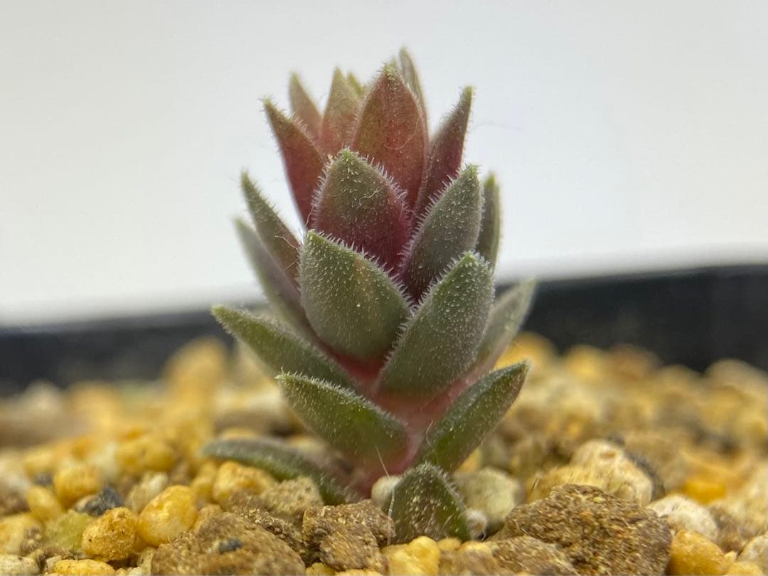 多肉植物　ストライカー錦　抜き苗　#4  499