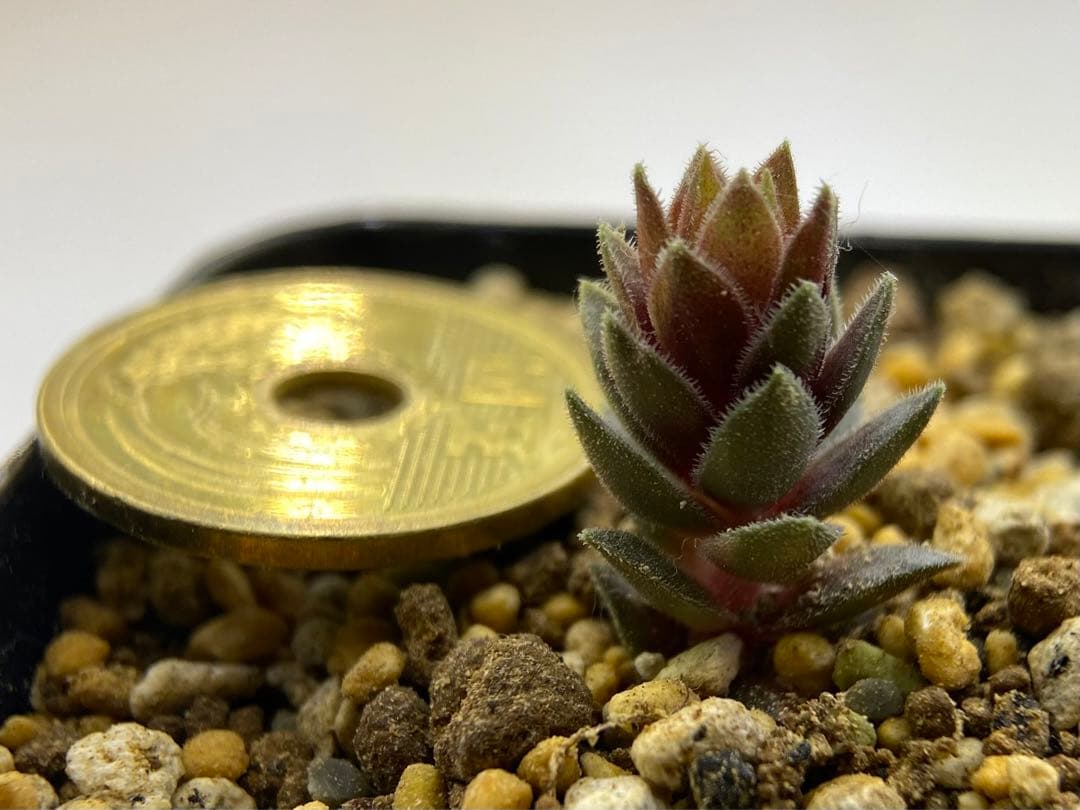 多肉植物　ストライカー錦　抜き苗　#4  499