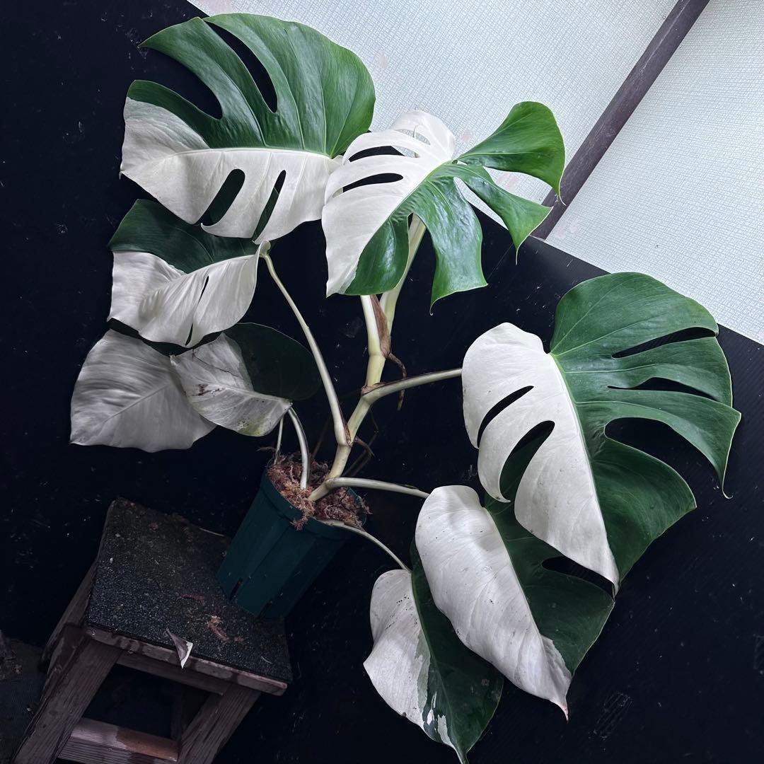 万*e様 モンステラ斑入りハーフムーンホワイトタイガー極美斑入り73cmレア