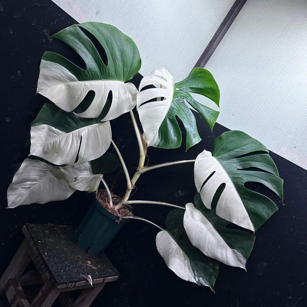 万*e様 モンステラ斑入りハーフムーンホワイトタイガー極美斑入り73cmレア