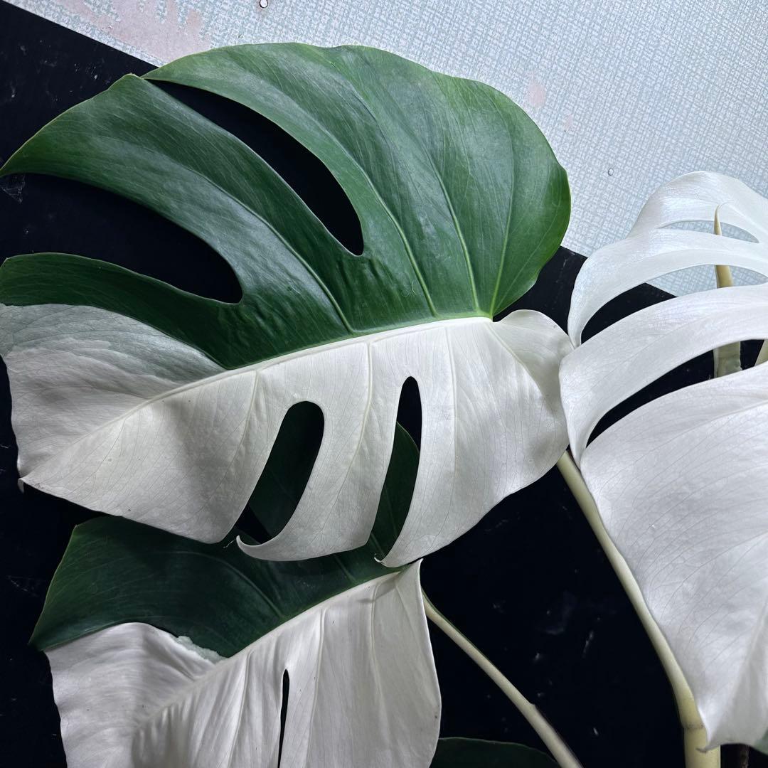 万*e様 モンステラ斑入りハーフムーンホワイトタイガー極美斑入り73cmレア