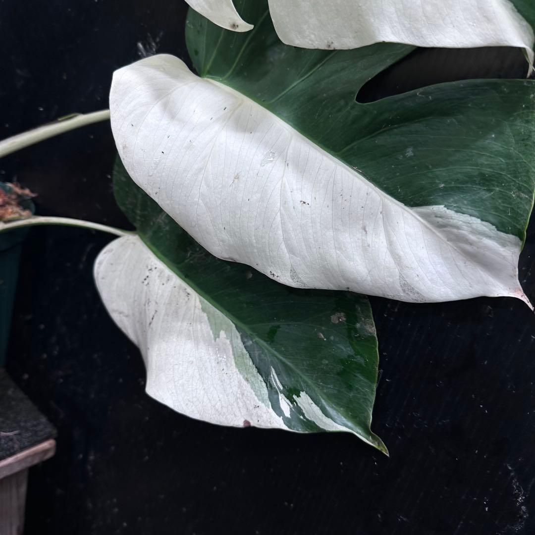 万*e様 モンステラ斑入りハーフムーンホワイトタイガー極美斑入り73cmレア