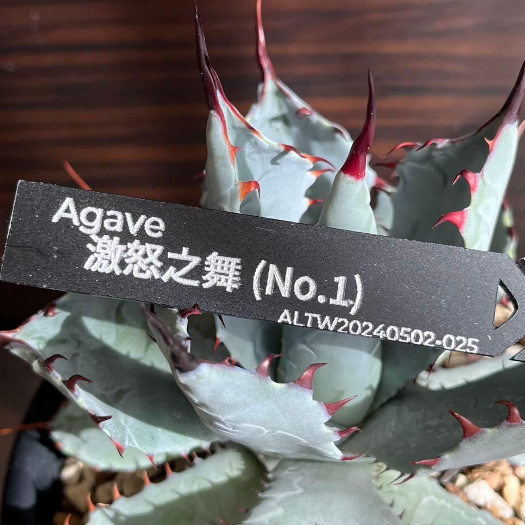 アガベ ハイブリッド 激怒之舞 no.1 中株