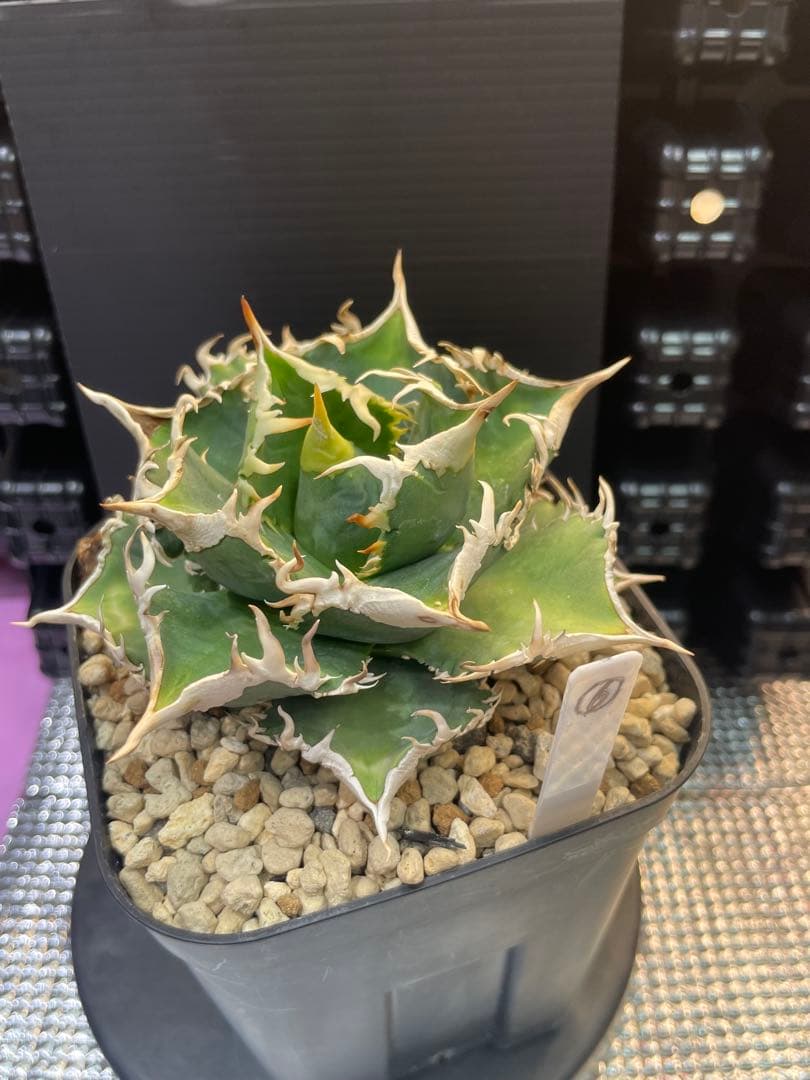 アガベ　チタノタ　ホオジロザメ　大白鯊　CJスペシャル ⑥