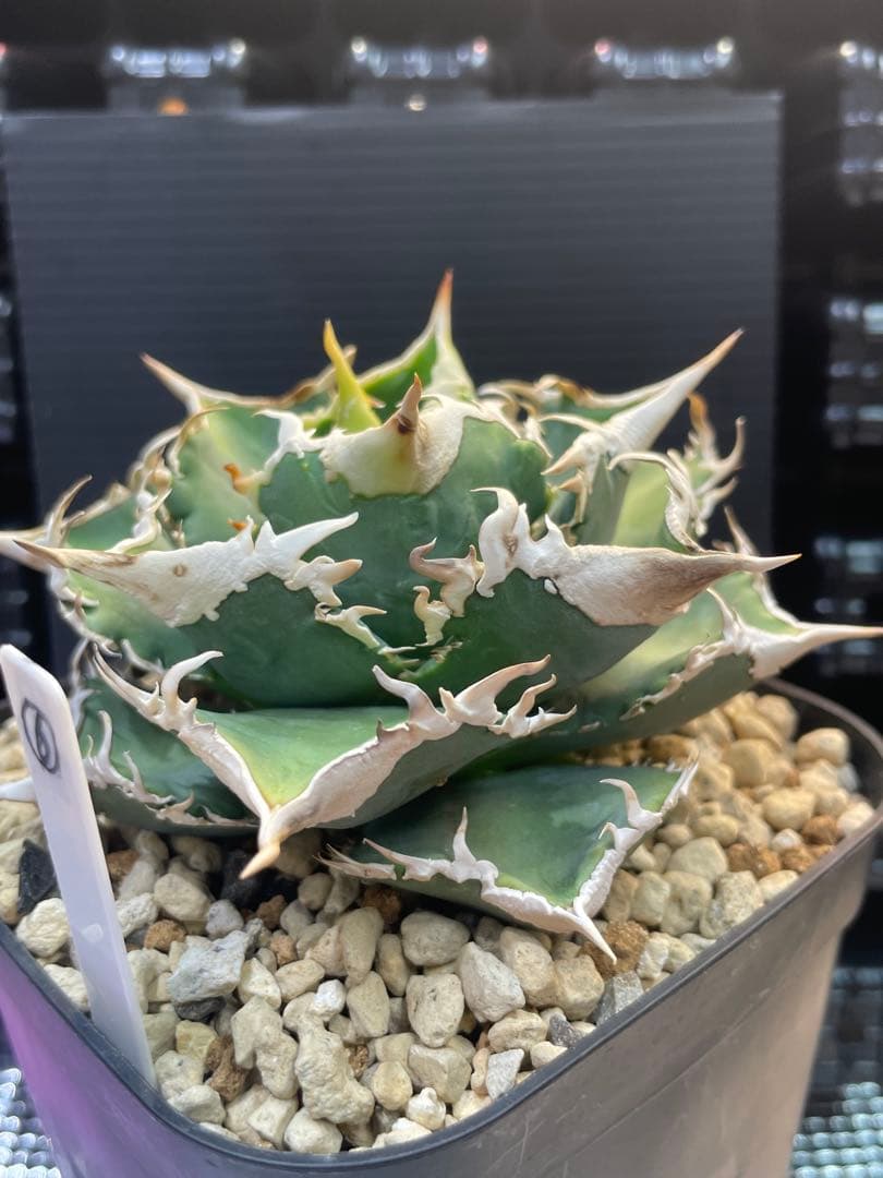 アガベ　チタノタ　ホオジロザメ　大白鯊　CJスペシャル ⑥