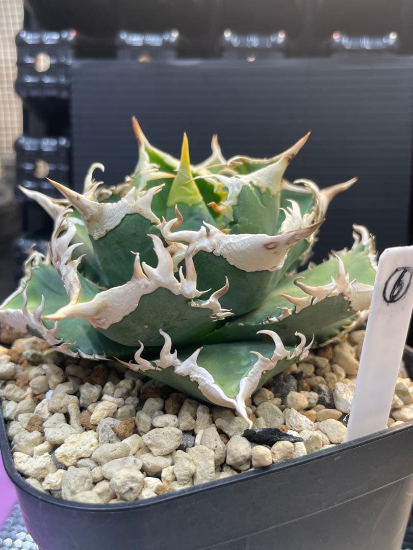 アガベ　チタノタ　ホオジロザメ　大白鯊　CJスペシャル ⑥