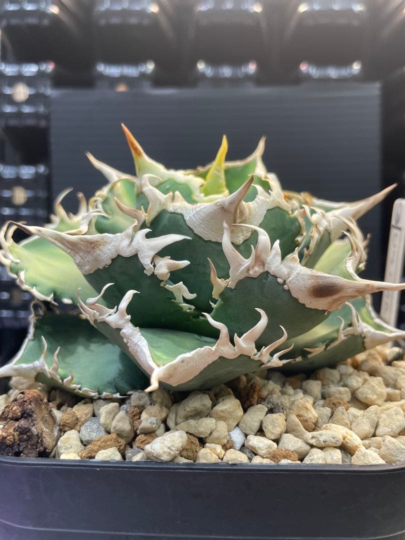 アガベ　チタノタ　ホオジロザメ　大白鯊　CJスペシャル ⑥