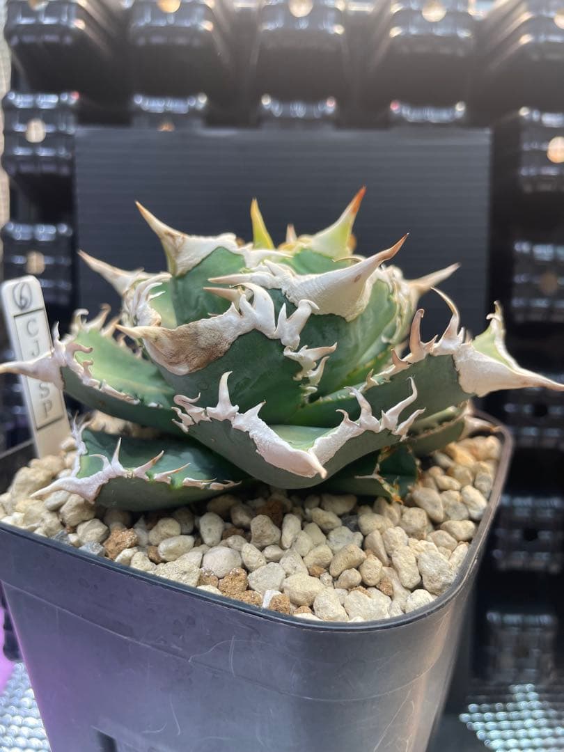 アガベ　チタノタ　ホオジロザメ　大白鯊　CJスペシャル ⑥