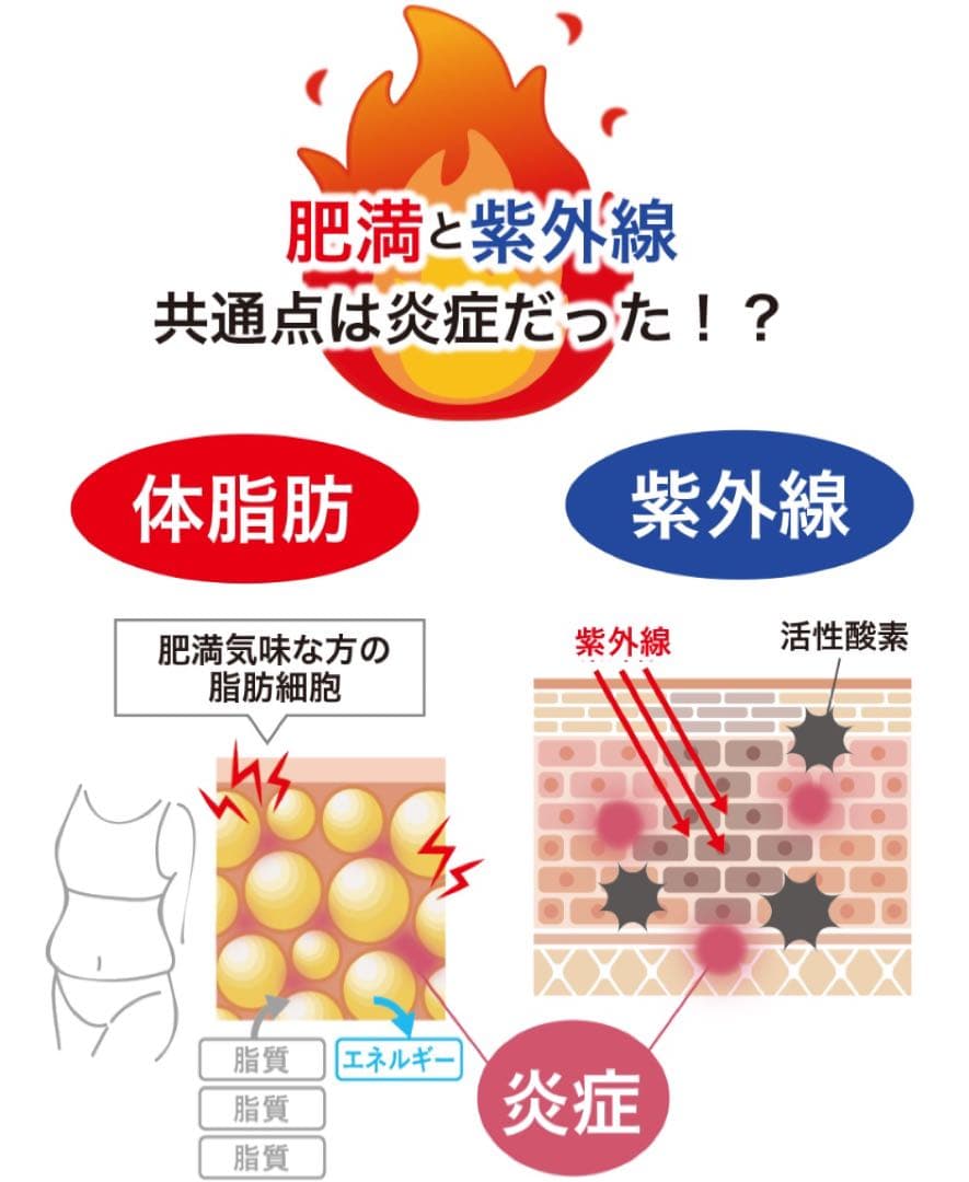 シロカル　日焼け止めサプリ　体脂肪カット　ダイエットサプリ　オルト　2個