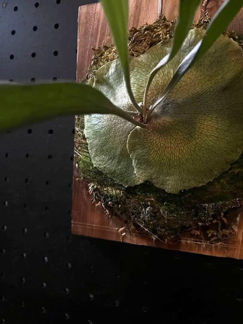 P.Mt.Lewis (vp♯C) OC