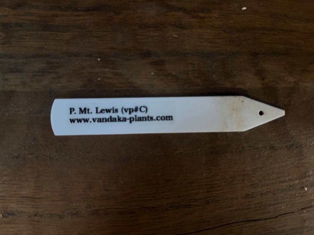 P.Mt.Lewis (vp♯C) OC