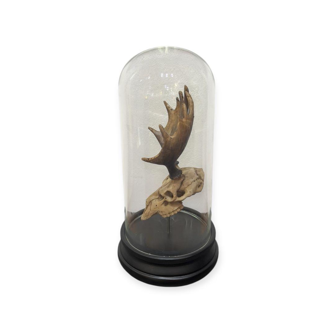 オブジェ-A Deer Skull Object -OJET シカ 送料込み