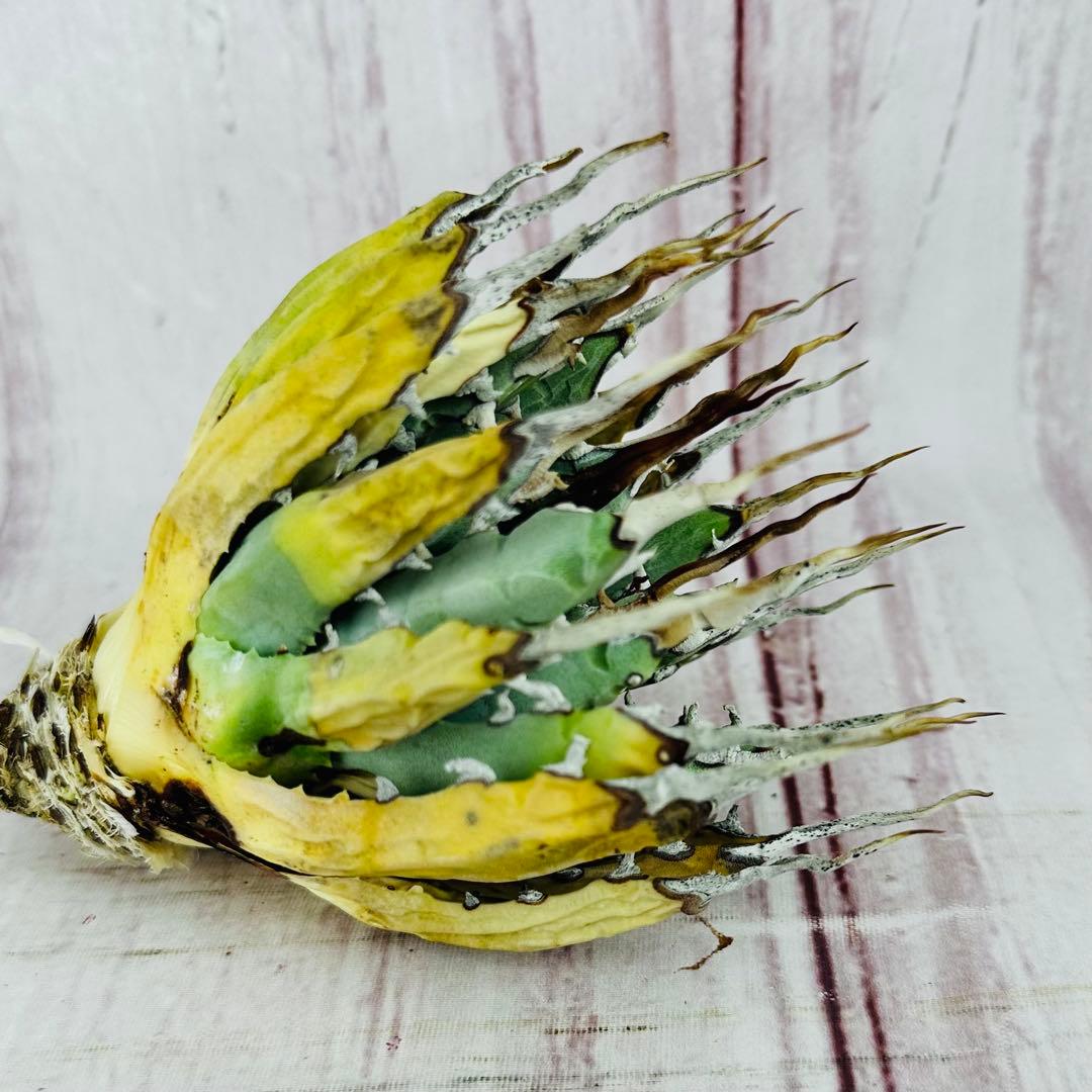 785 アガベ ユタエンシス エボリスピナ 陽炎