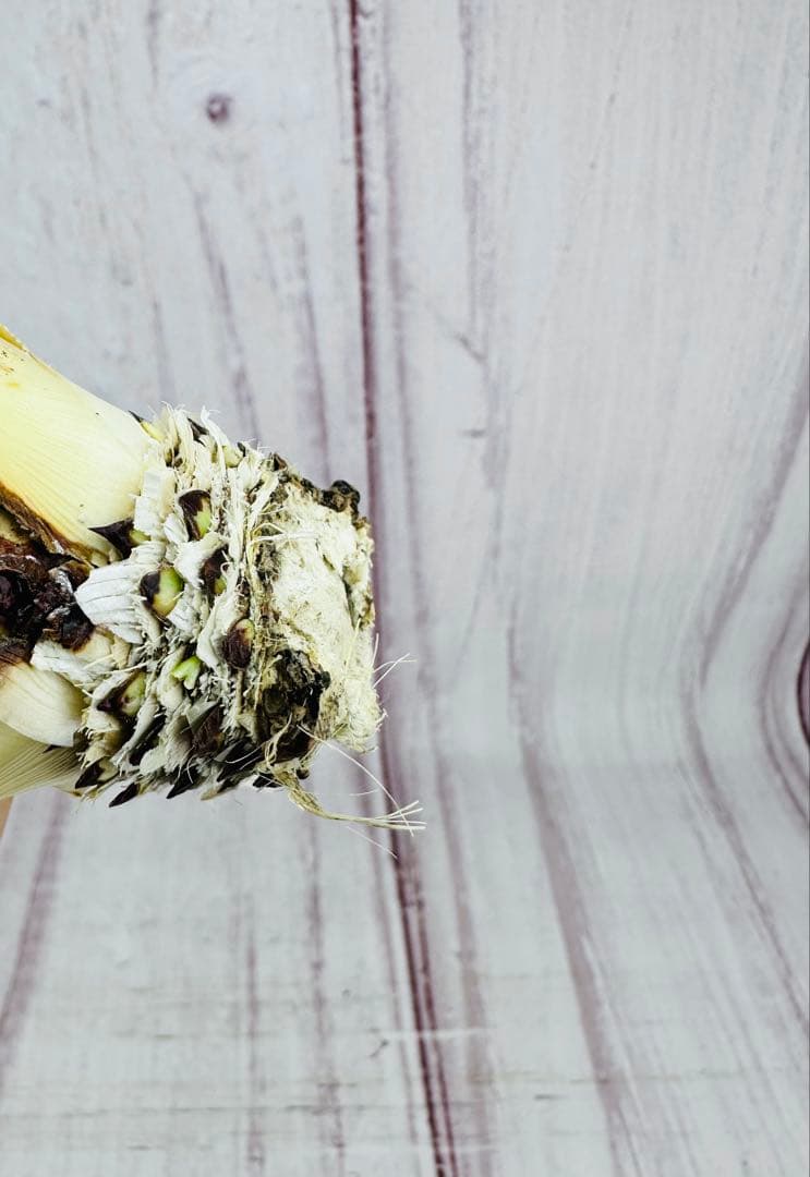 785 アガベ ユタエンシス エボリスピナ 陽炎