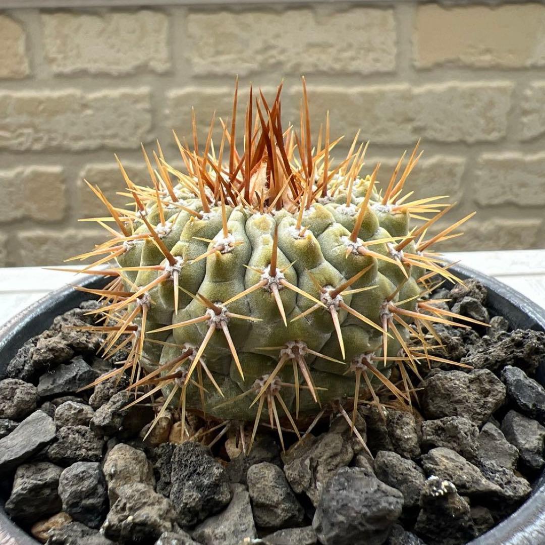 コピアポア　コルムナアルバ　孤竜丸　強棘　台付　発根済み