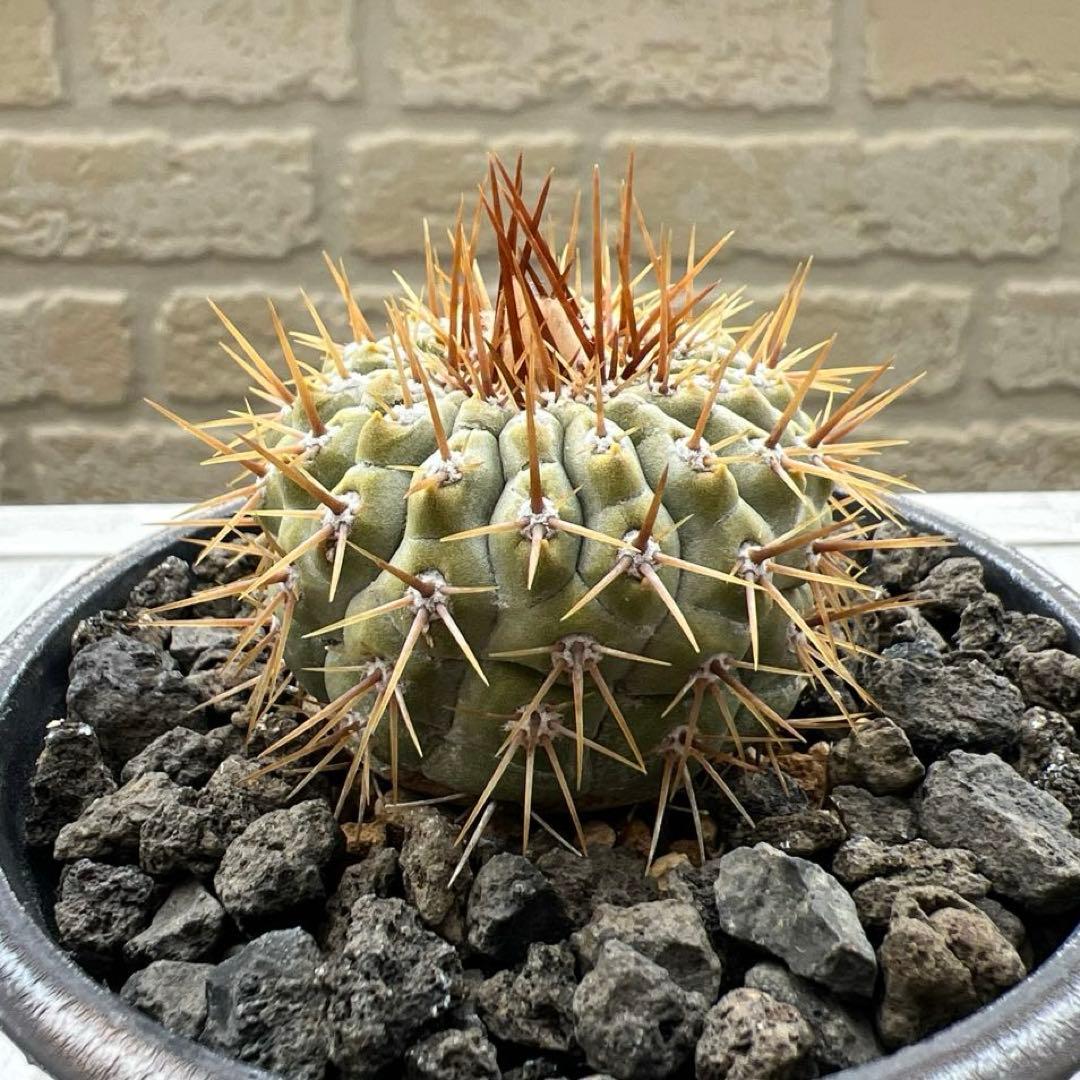 コピアポア　コルムナアルバ　孤竜丸　強棘　台付　発根済み