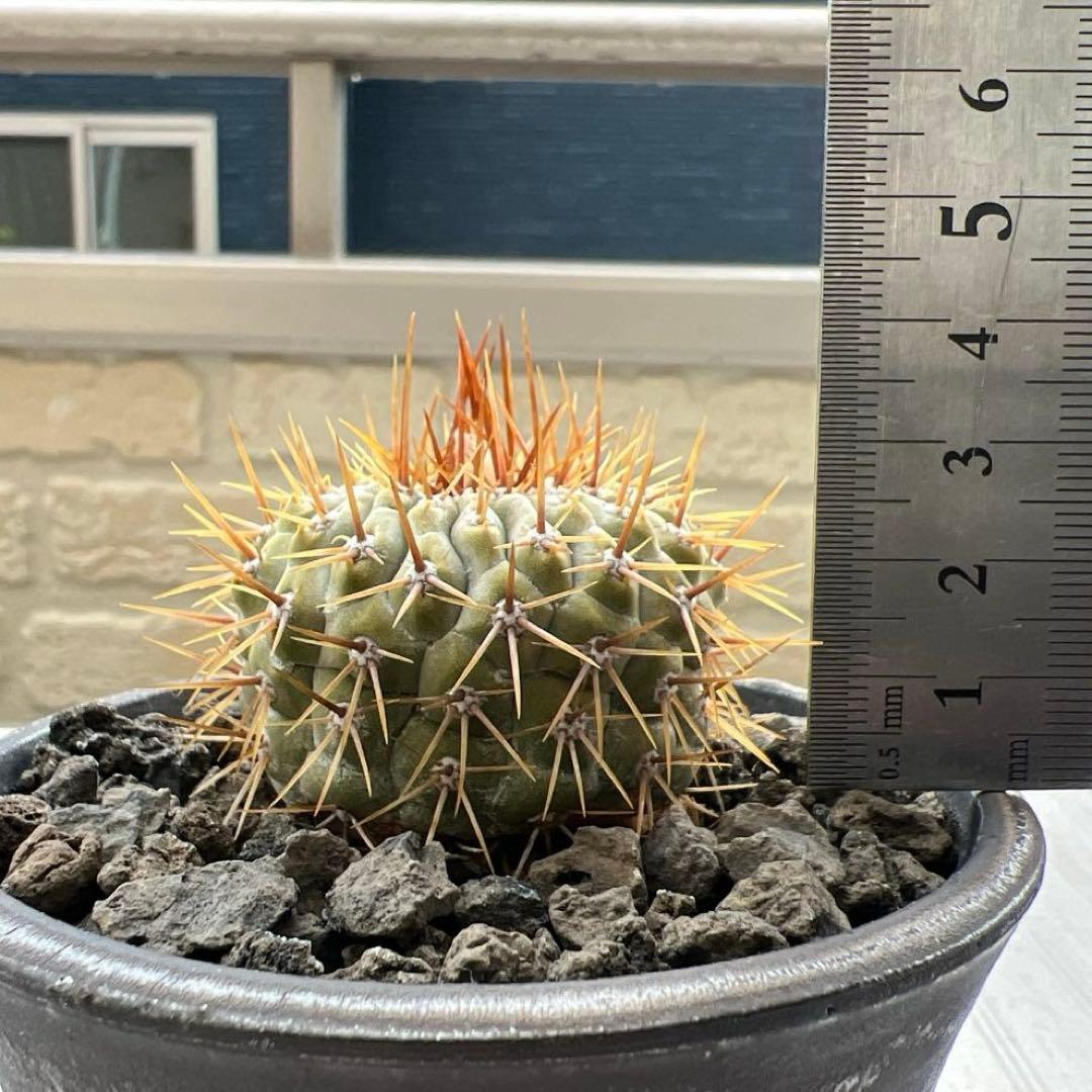 コピアポア　コルムナアルバ　孤竜丸　強棘　台付　発根済み