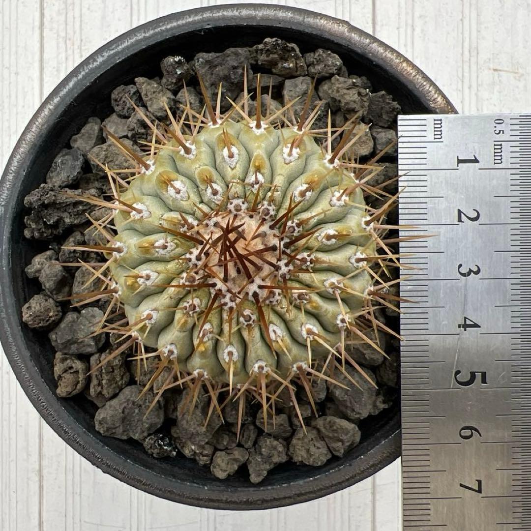 コピアポア　コルムナアルバ　孤竜丸　強棘　台付　発根済み