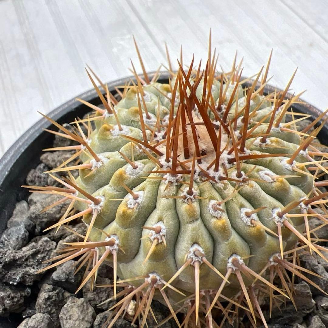 コピアポア　コルムナアルバ　孤竜丸　強棘　台付　発根済み