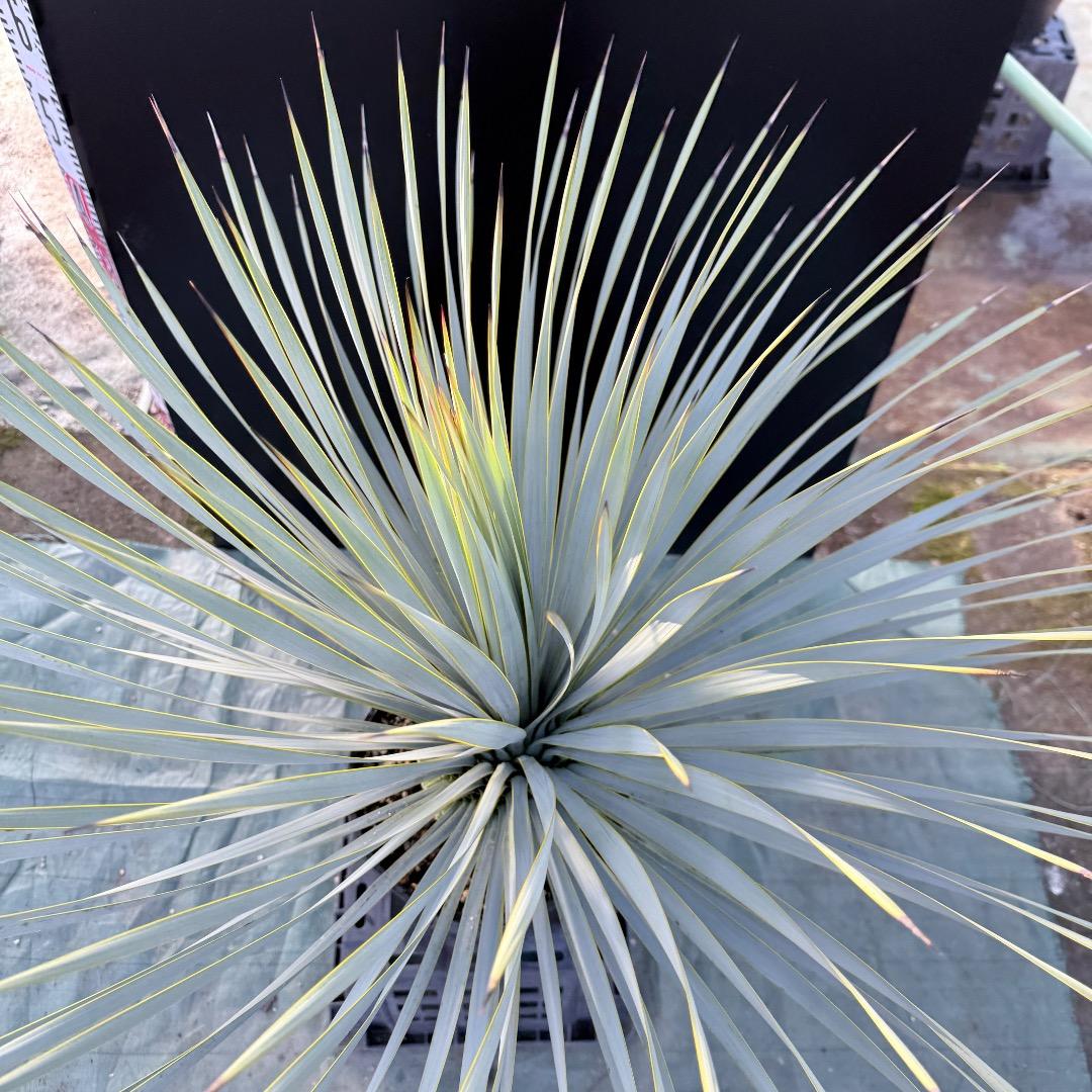 AL1172】ユッカ ロストラータ ユッカロストラータ