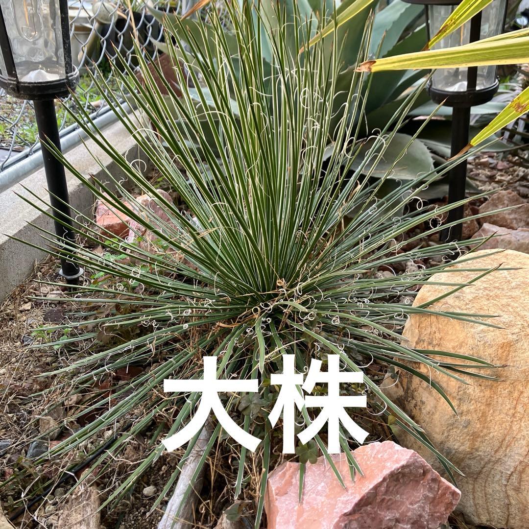 アガベ ジェミニフローラ 抜き苗 大株 - メルカリ