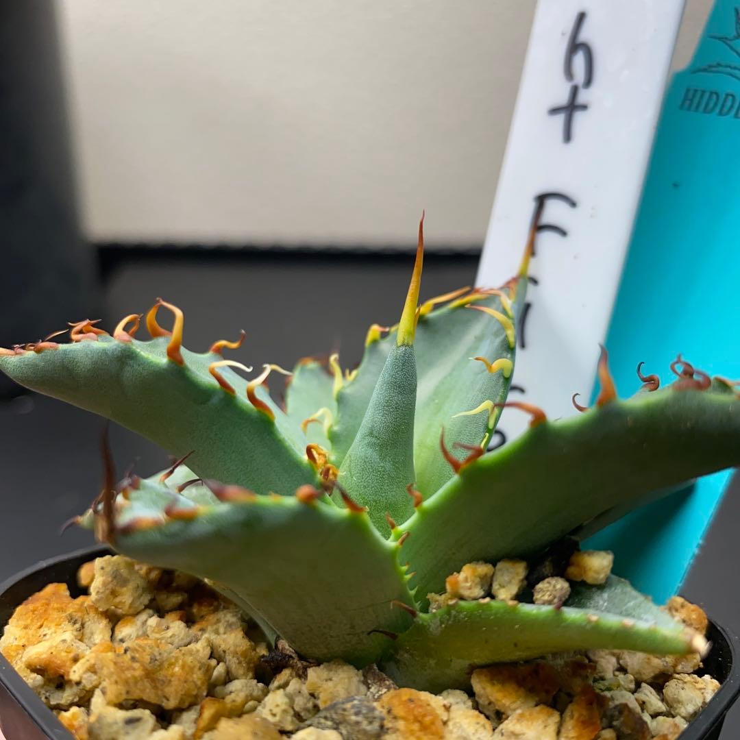 アガベ　ナイトファイヤー　ジェレミー株　大きめ