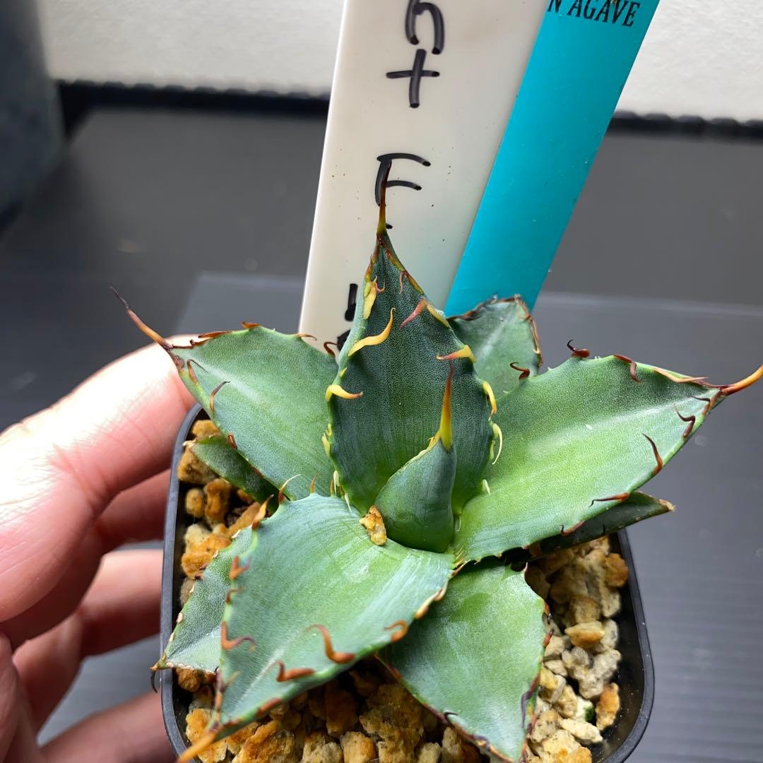 アガベ　ナイトファイヤー　ジェレミー株　大きめ