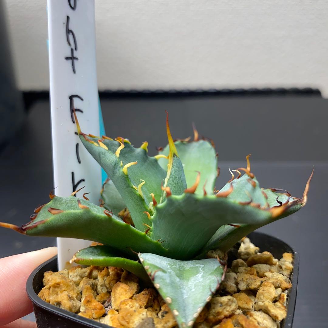 アガベ　ナイトファイヤー　ジェレミー株　大きめ