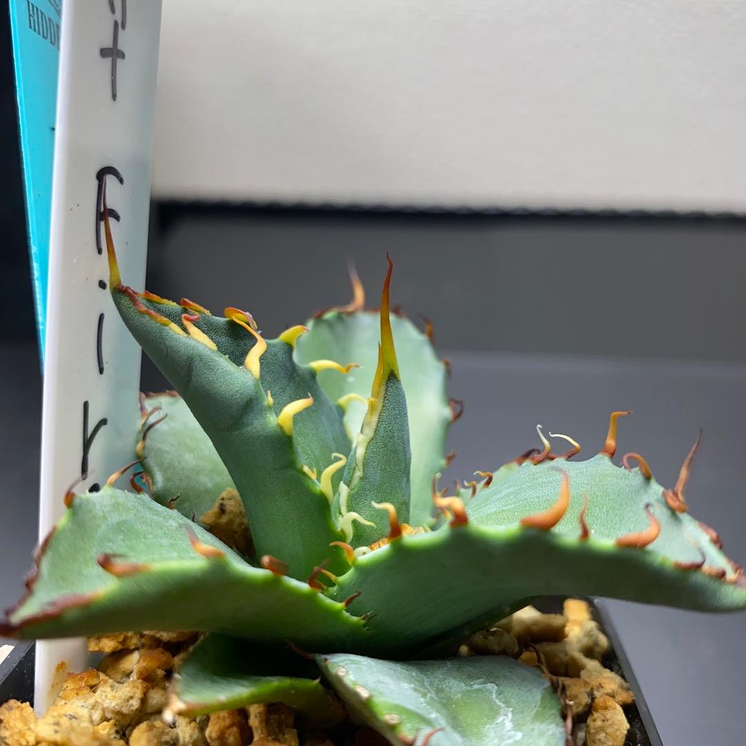 アガベ　ナイトファイヤー　ジェレミー株　大きめ