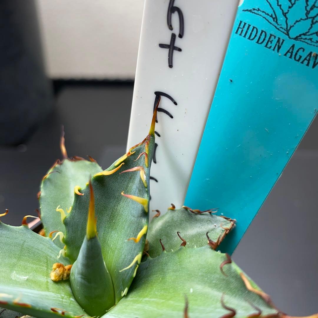 アガベ　ナイトファイヤー　ジェレミー株　大きめ