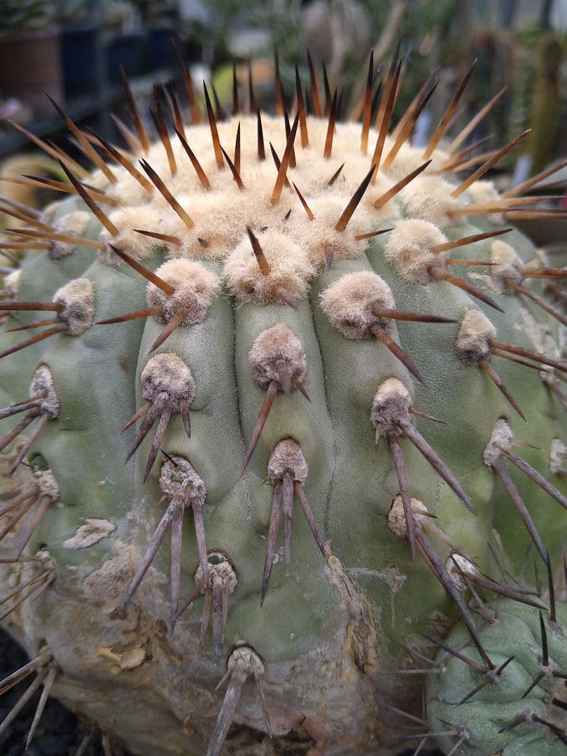 コピアポア　黒王丸　子付き　台付？