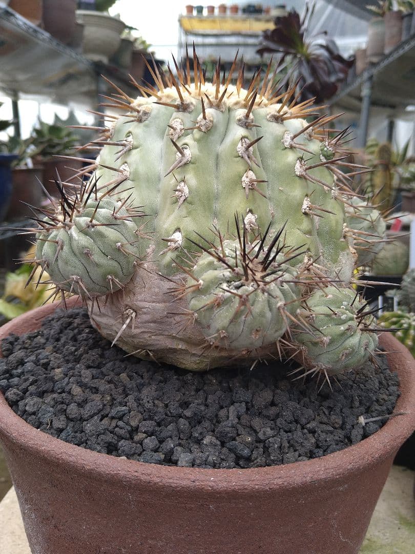 コピアポア　黒王丸　子付き　台付？