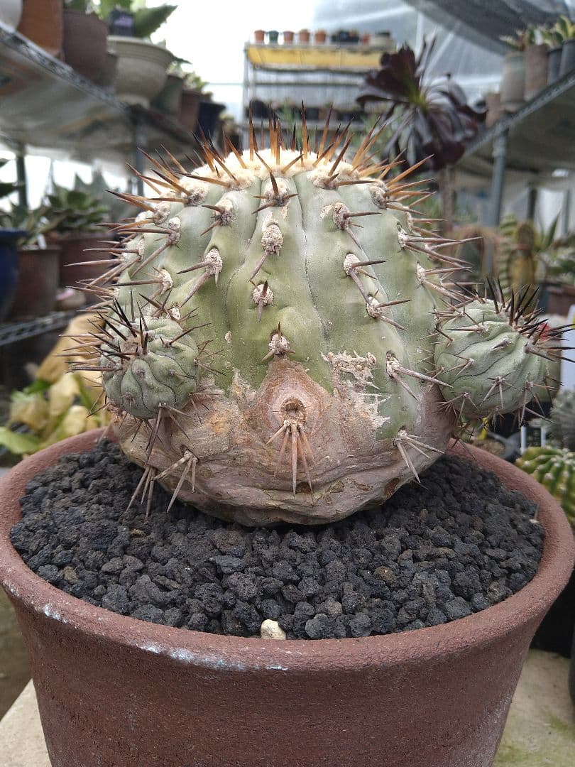 コピアポア　黒王丸　子付き　台付？