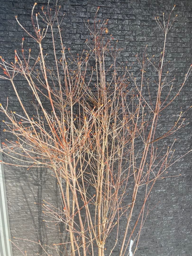 ドウダンツツジ　樹高H1.6m