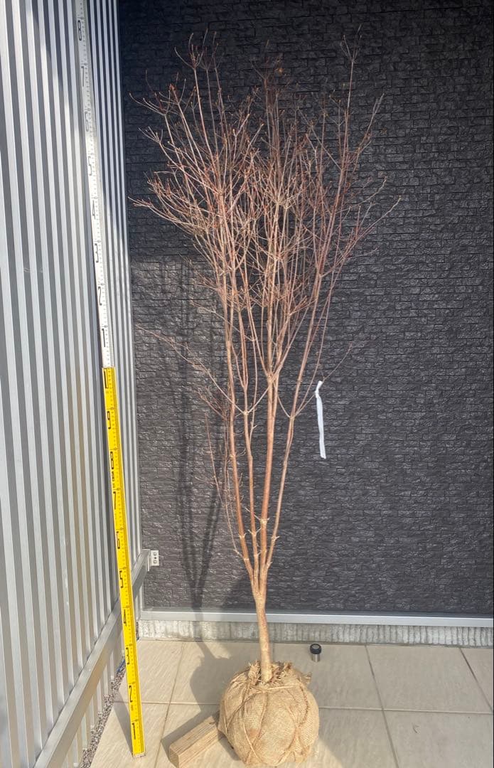 ドウダンツツジ　樹高H1.6m