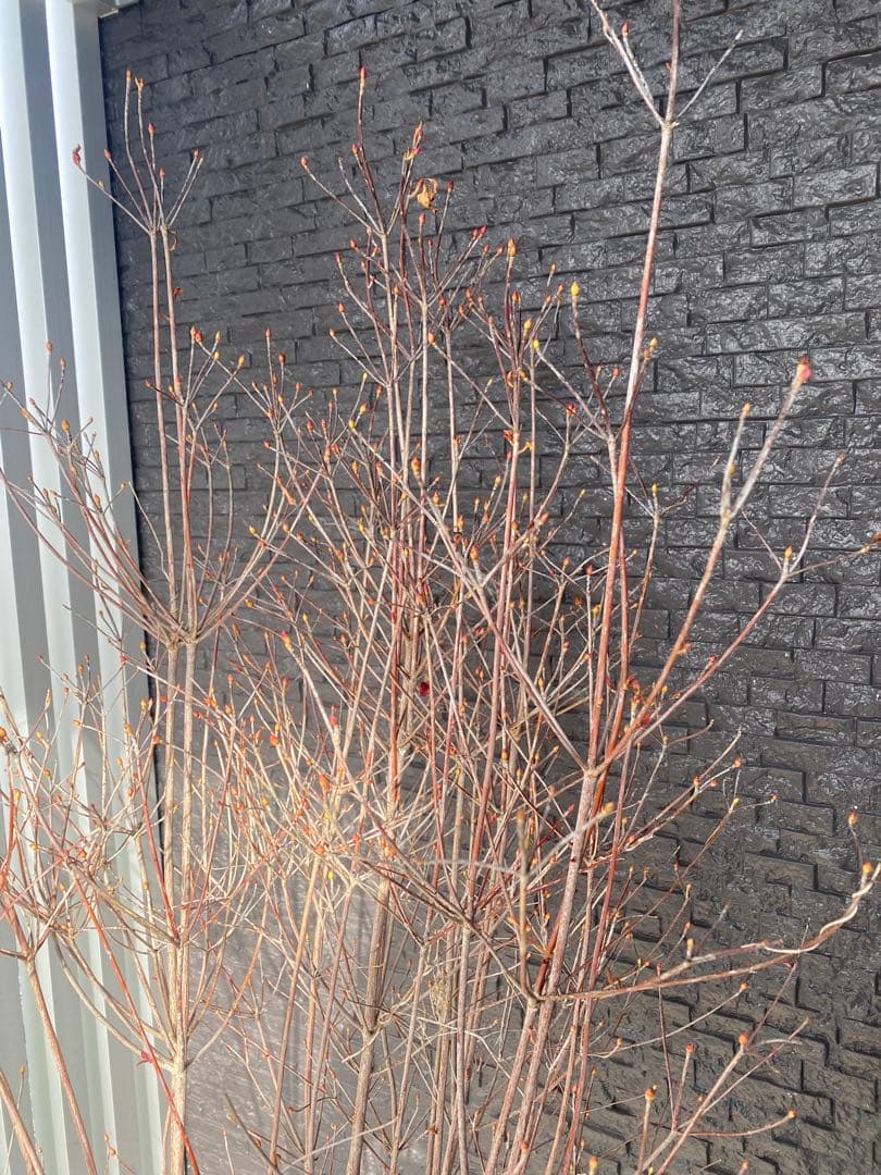 ドウダンツツジ　樹高H1.6m