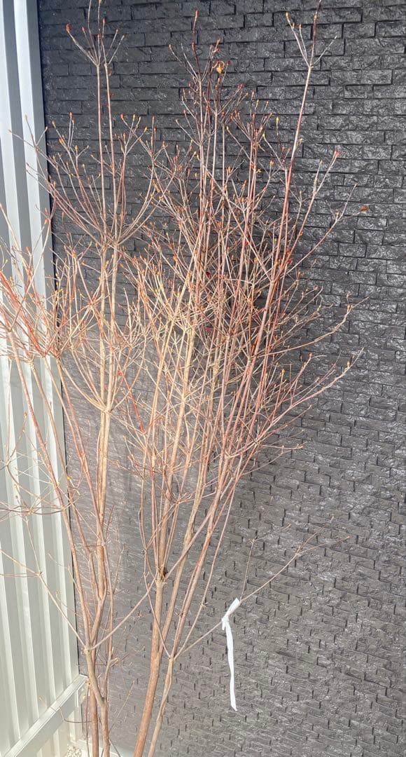 ドウダンツツジ　樹高H1.6m