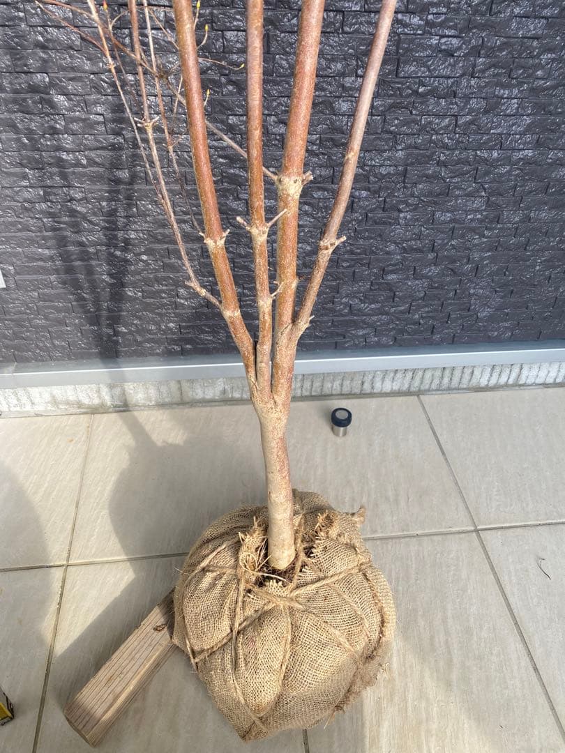 ドウダンツツジ　樹高H1.6m