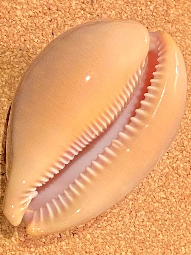 サラサタカラガイ　特大　85.1ミリ