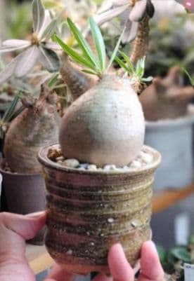 【発根済】グラキリス　良形　手乗り丸グラ　極上株　現地球