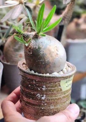 【発根済】グラキリス　良形　手乗り丸グラ　極上株　現地球